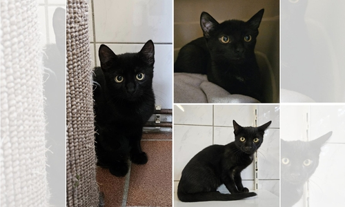 Die drei Katzenkinder brauchen Menschen mit viel Geduld.