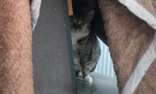 Das Katzenmädchen Akira ist noch sehr scheu.