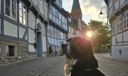Im Oktober findet in Wolfenbüttel ein Tiersegnungsgottesdienst statt.