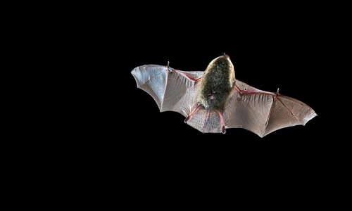 Fledermaus im Flug.