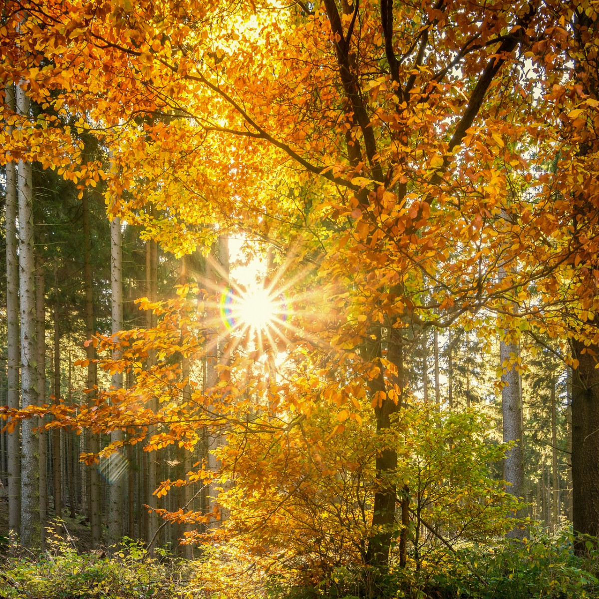 Heute ist Herbstanfang: Der Herbst zeigt sich von seiner schönen Seite |  regionalHeute.de