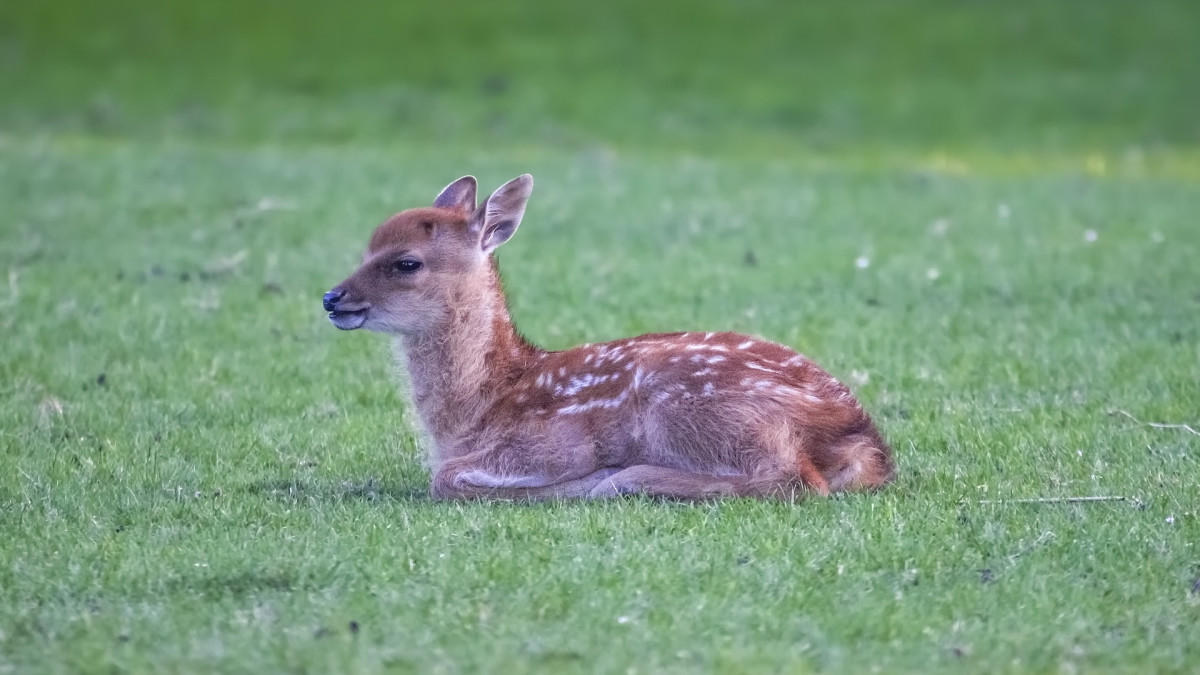 Diese-Gifhorner-retten-Reh-Babys-und-suchen-Verst-rkung