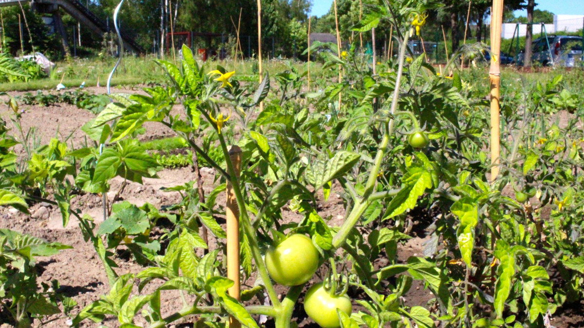 Diese-Schule-aus-Goslar-beackert-jetzt-ihr-eigenes-Gem-se