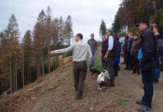 Forstamt Clausthal Sieht Fichtenwälder In Der "Klima-Klemme ...