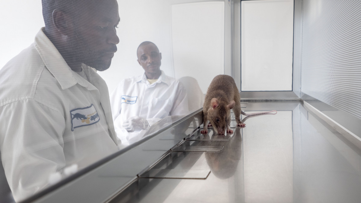 TU Braunschweig: Wie Ratten Tuberkulose riechen | regionalHeute.de