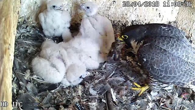 Tierischer Nachwuchs - Vier Junge Wanderfalken Im Kirchturm ...