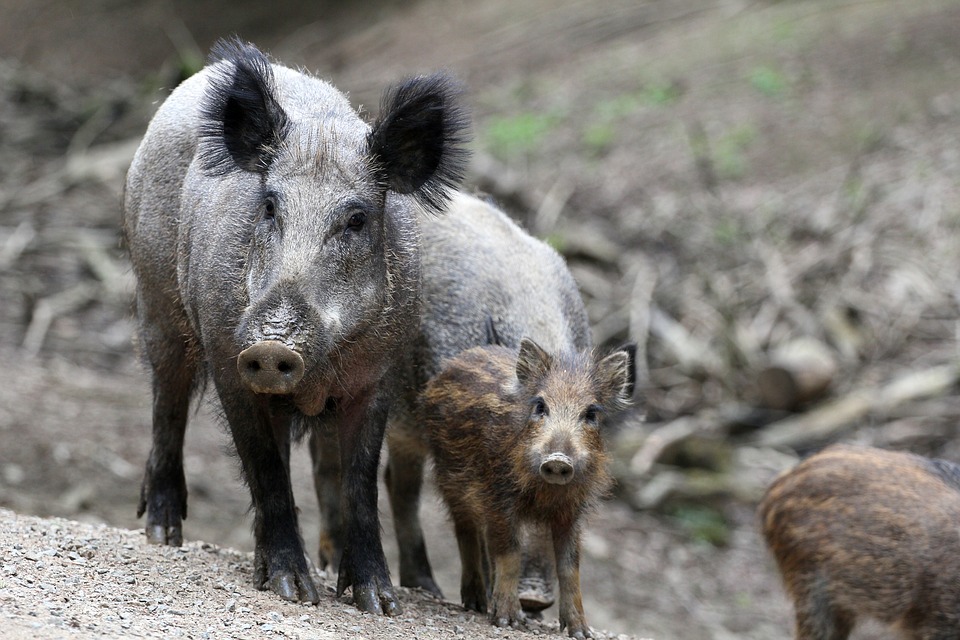 -berpopulation-im-Harz-Wildschweine-erobern-D-rfer