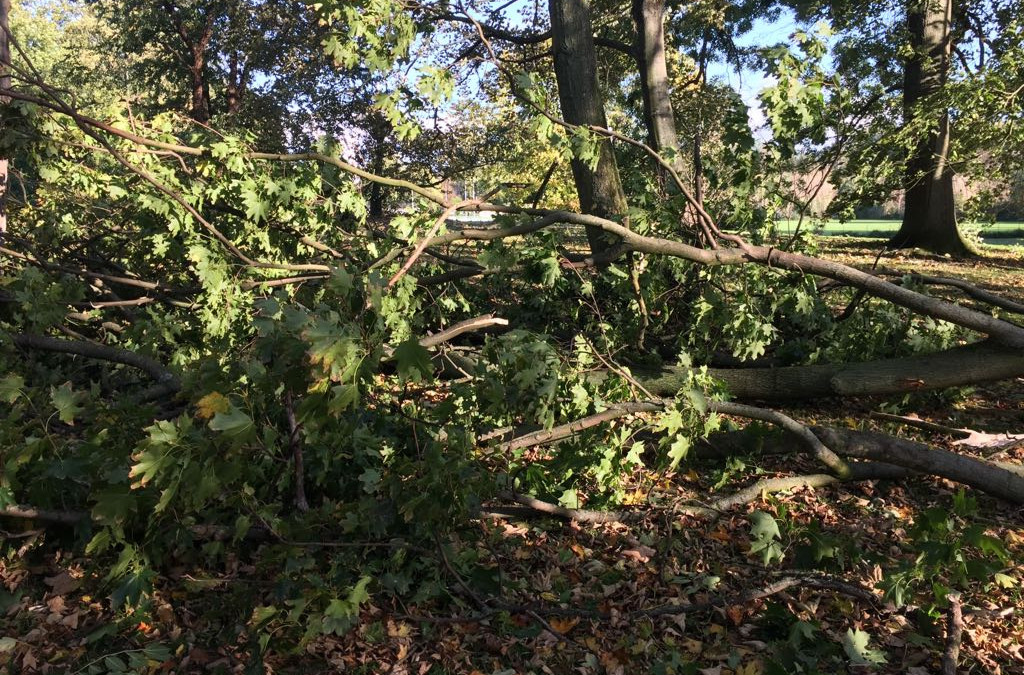 Sturm-sorgt-f-r-Feuerwehreins-tze-in-Wolfenb-ttel