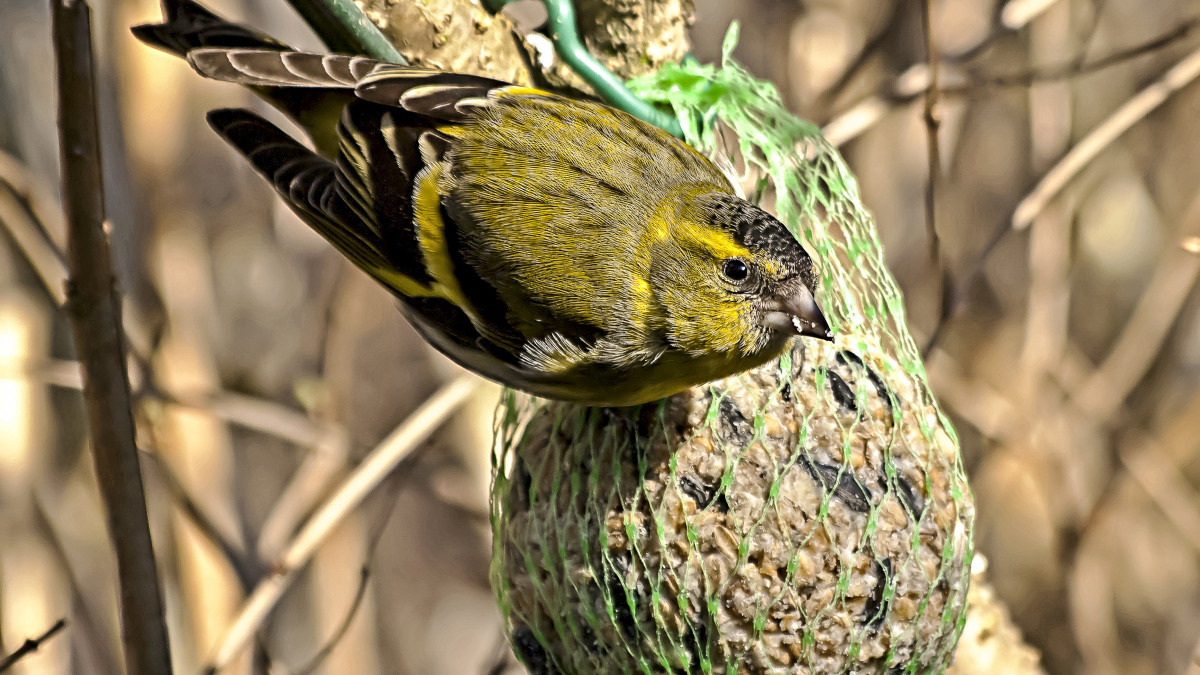 Vogelfütterung: NABU gibt Tipps für Futterstellen auf Balkonen und ...