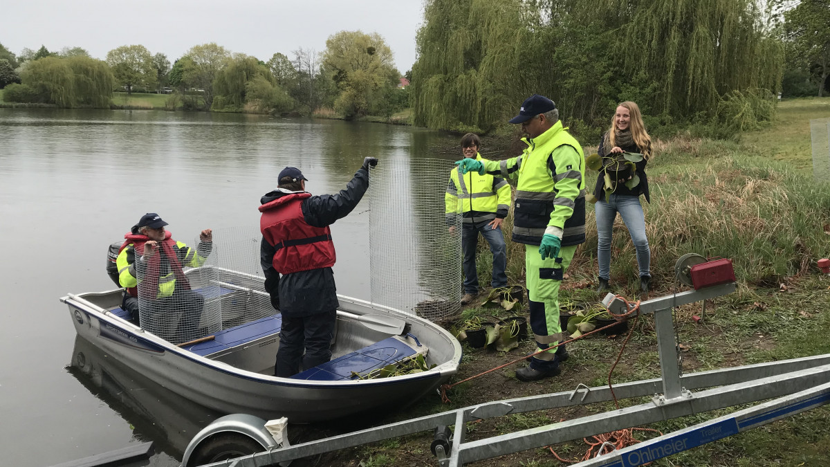 Reaktion auf anhaltende Trockenheit Seerosen werden in Teichen