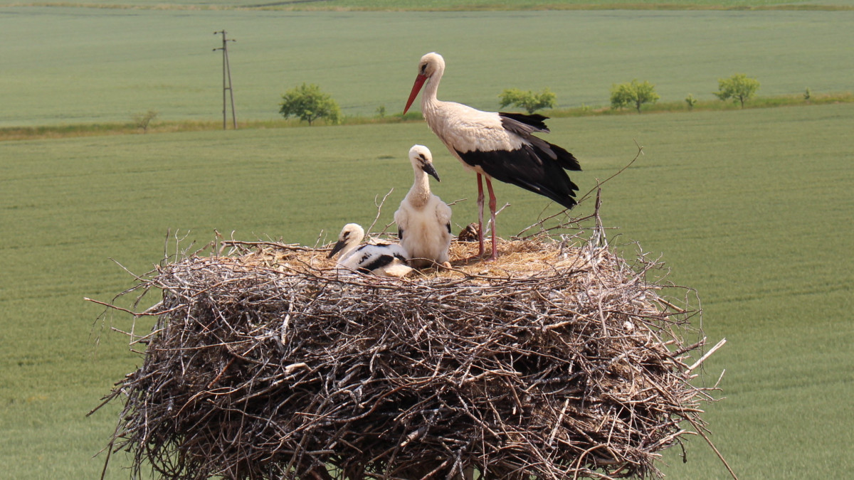 Jetzt werden sie erwachsen: Kleine Störche bekamen ihren \