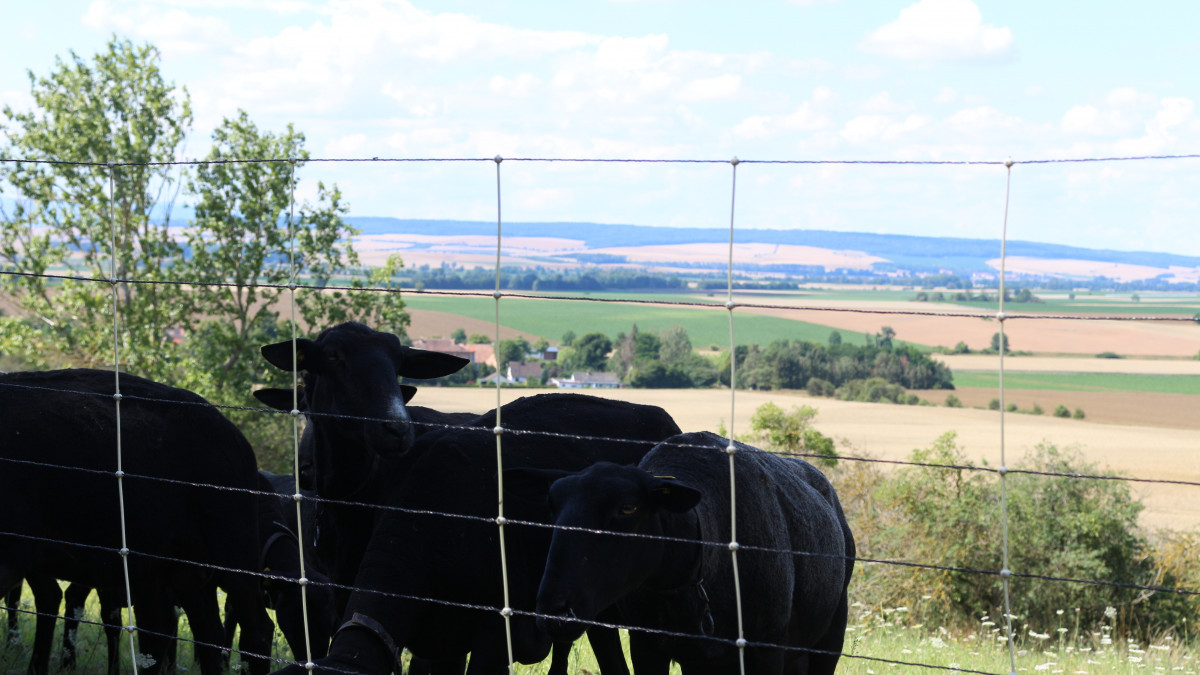 Wolf-und-Weidetierhaltung-So-viel-investiert-Niedersachsen-2025