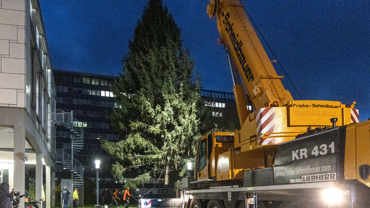 Gepflanzt-statt-abges-gt-Gr-ne-wollen-neue-Weihnachtsb-ume-f-r-Salzgitter