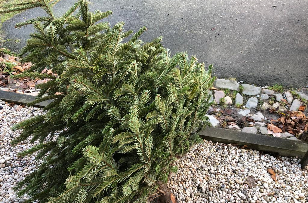 Zweites-Leben-So-kann-der-Weihnachtsbaum-verwertet-werden