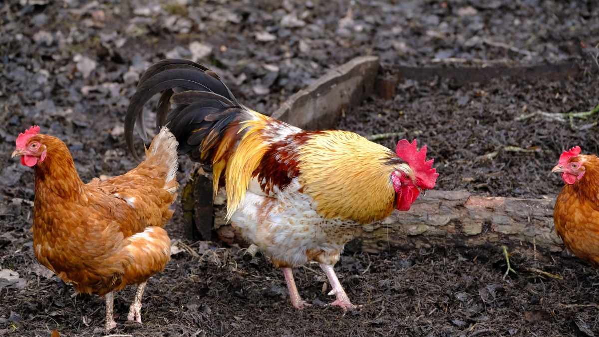 Gefl-gelpest-nachgewiesen-So-reagiert-der-Landkreis