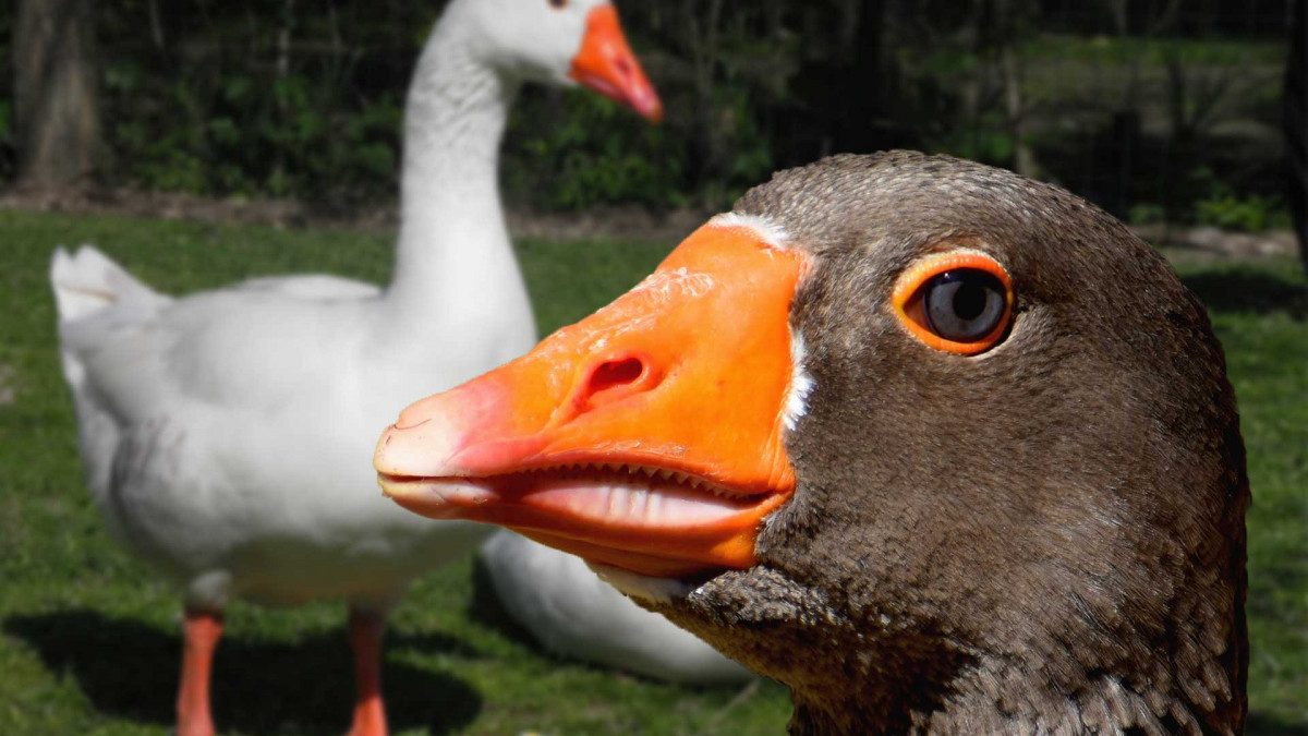 Vogelgrippe-breitet-sich-aus-Jetzt-reagiert-die-Stadt-Wolfsburg
