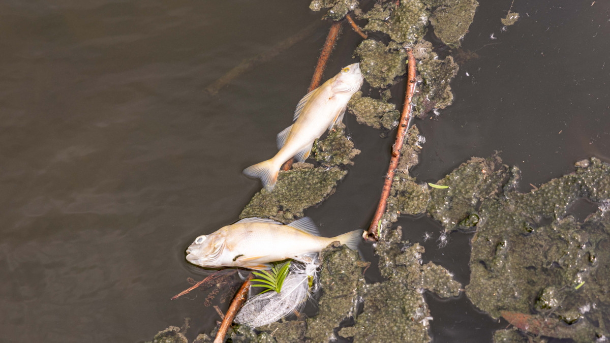 Tote-Fische-im-Teich-Anwohner-besorgt