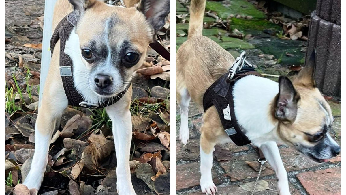 Wo Meldet Man Einen Hund An Gifhorn: Hund an der B4 gefunden - Besitzerin meldet sich