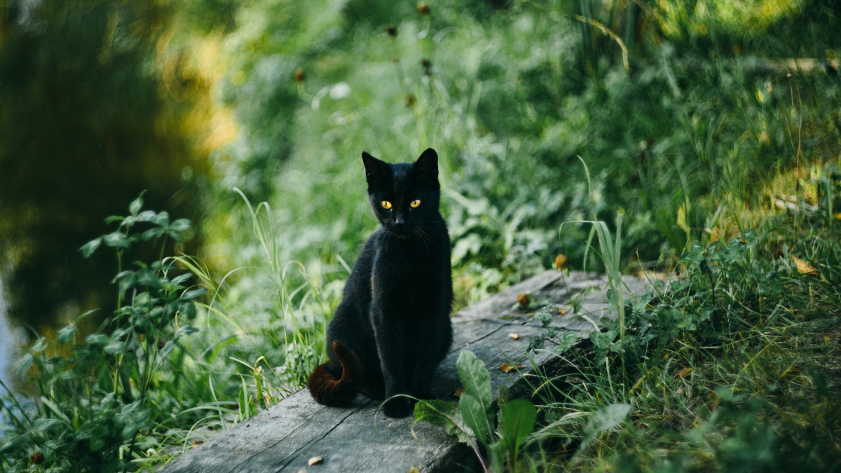 Streunende-Katzen-sind-nicht-zwangsweise-herrenlos-