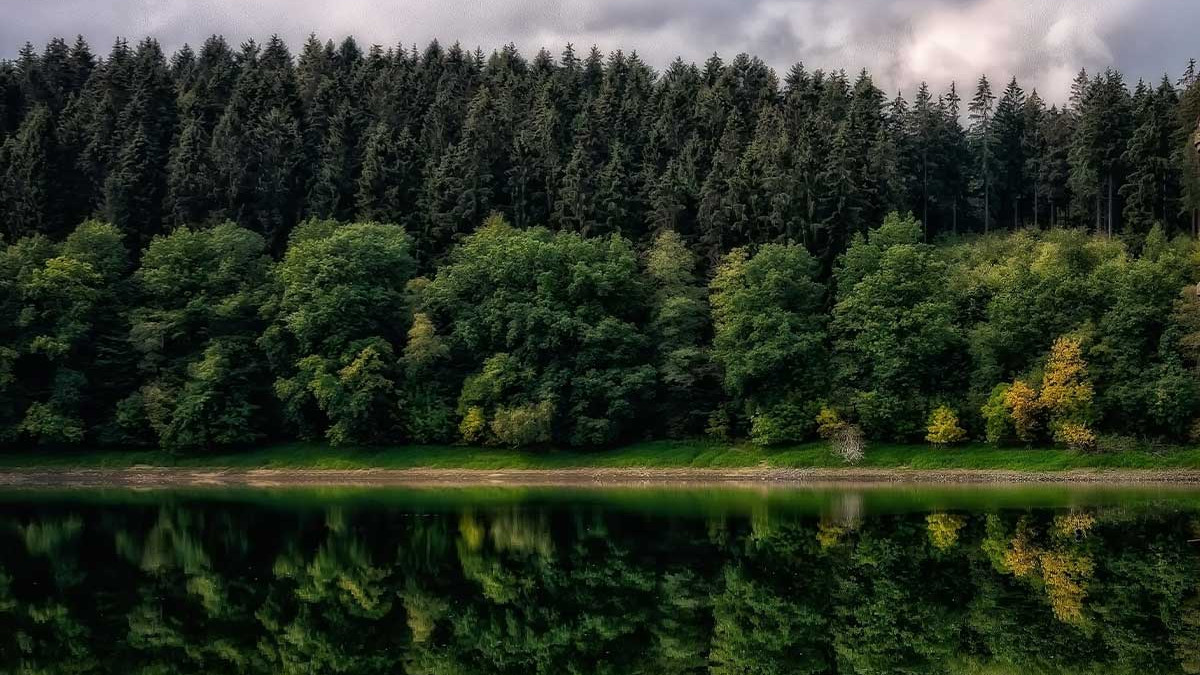 Neues-digitales-Angebot-Moore-Urw-lder-und-Felsen-im-Harz-neu-entdecken