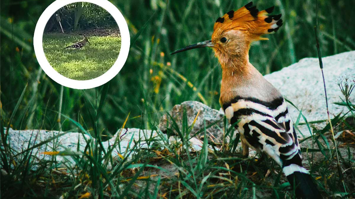 What is this?  Rare bird spotted in the region