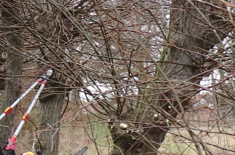 Ma-nahmen-an-B-umen-Hier-kann-n-chsten-Mittwoch-nicht-geparkt-werden