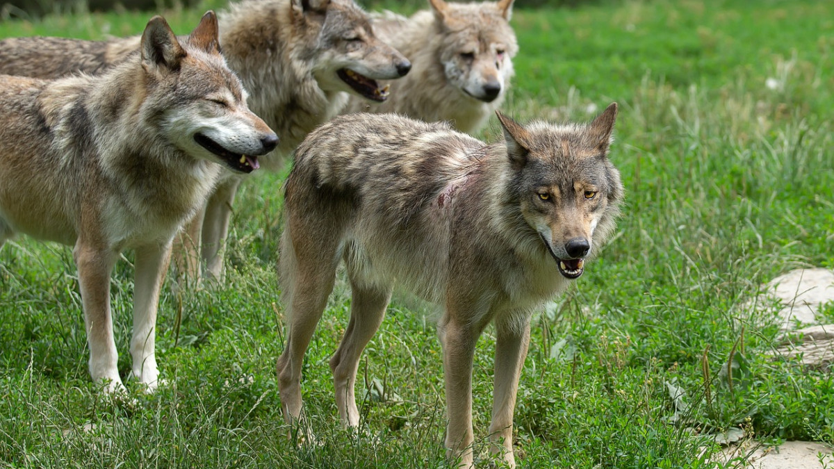 Wolfsrisse-Landkreis-betont-Bedeutung-von-Herdenschutz