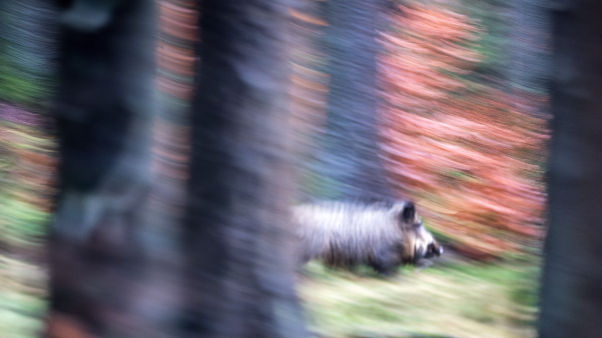 Morgen-Jagd-im-Beienroder-Holz-Kreisstra-e-gesperrt