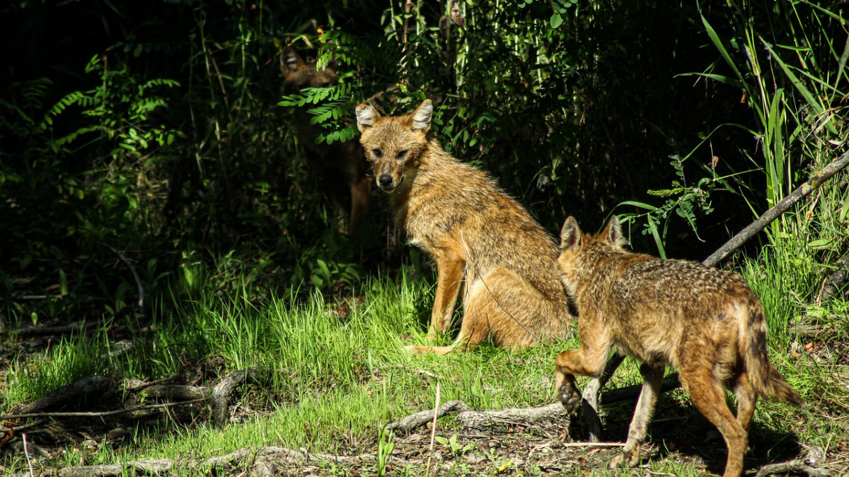 Vorne-Fuchs-hinten-Wolf-Dieses-Raubtier-breitet-sich-immer-weiter-aus