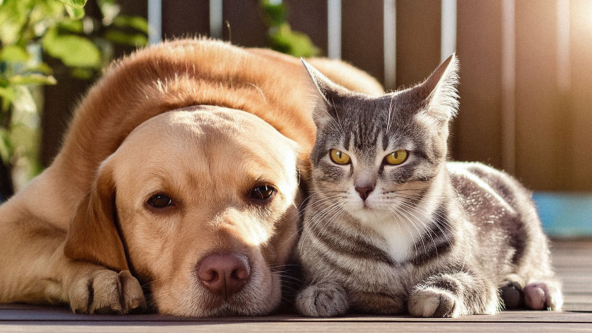 Hunde-und-Katzen-Diese-Namen-lagen-2025-im-Trend