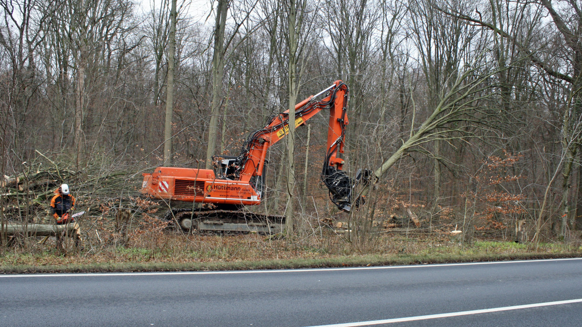 Helmstedt: Forstamt im Einsatz - L644 wird gesperrt | regionalHeute.de