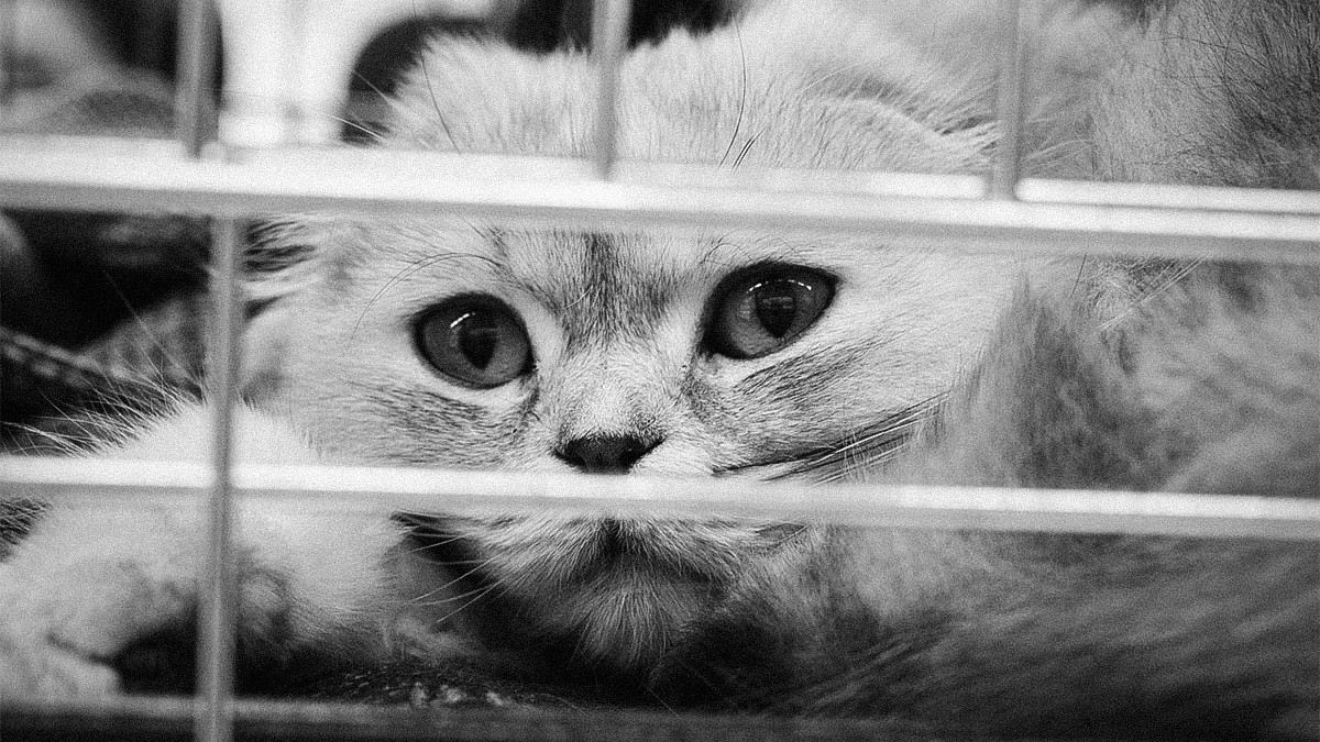Wer-lie-Katze-qualvoll-sterben-PETA-setzt-Belohnung-aus