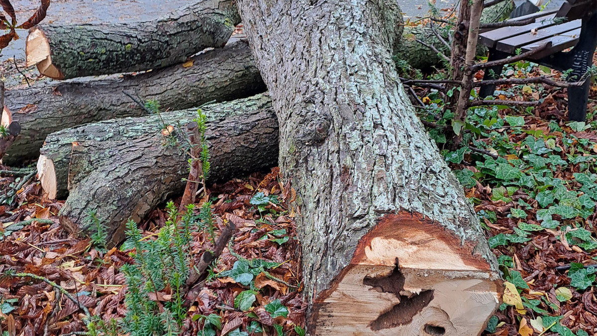 Allee-auf-dem-Hauptfriedhof-Alle-B-ume-m-ssen-gef-llt-werden