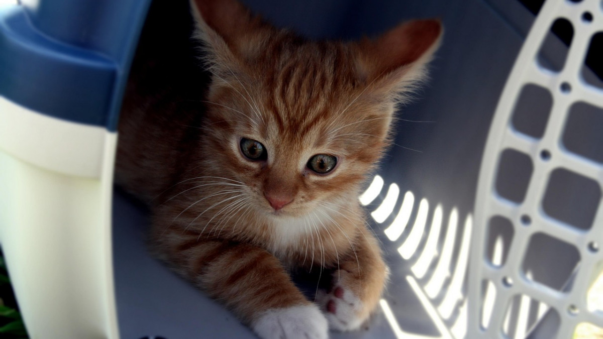 Schlimme-Entdeckung-Katze-in-Box-ausgesetzt