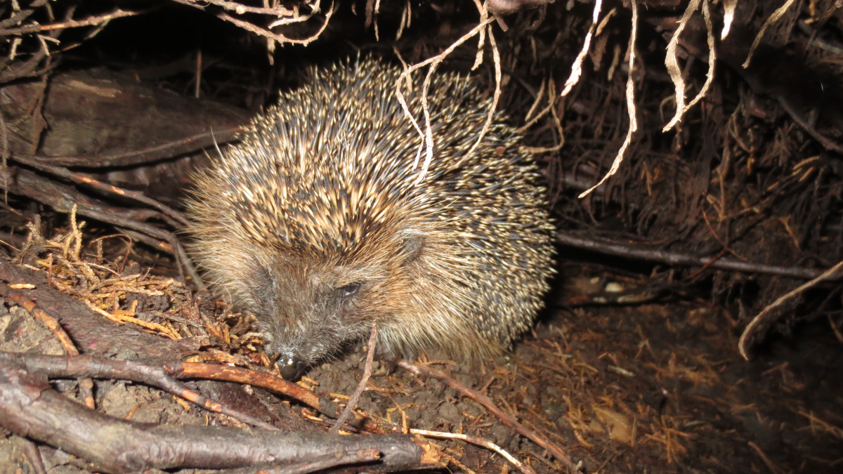 Igel-sch-tzen-Laubhaufen-dienen-als-Winterquartier-im-Garten