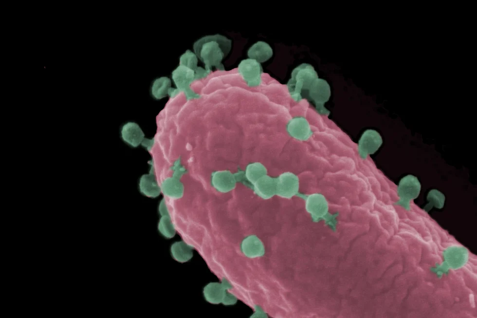 Die-Suche-nach-neuen-Waffen-gegen-bakterielle-Infektionen