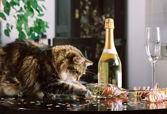 Silvesterstress-f-r-Samtpfoten-So-kann-man-seiner-Katze-helfen