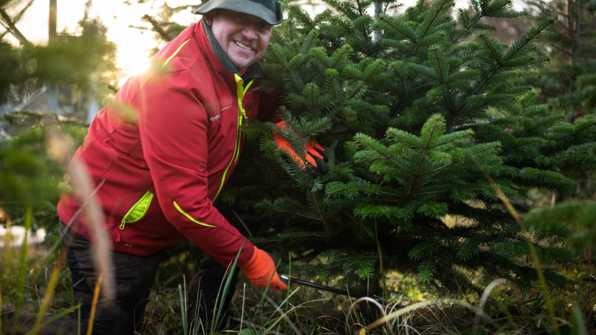 F-rster-laden-ein-zum-traditionellem-Weihnachtsbaumschlagen
