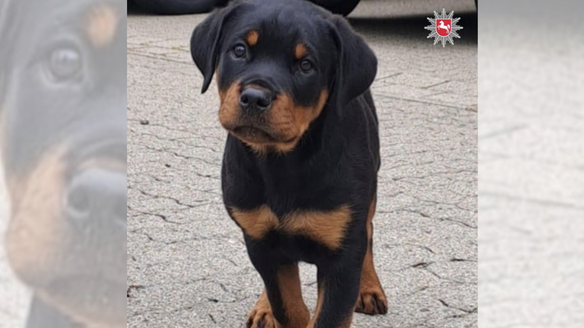 Tierischer-Nachwuchs-Stitch-startet-Ausbildung-bei-der-Polizei