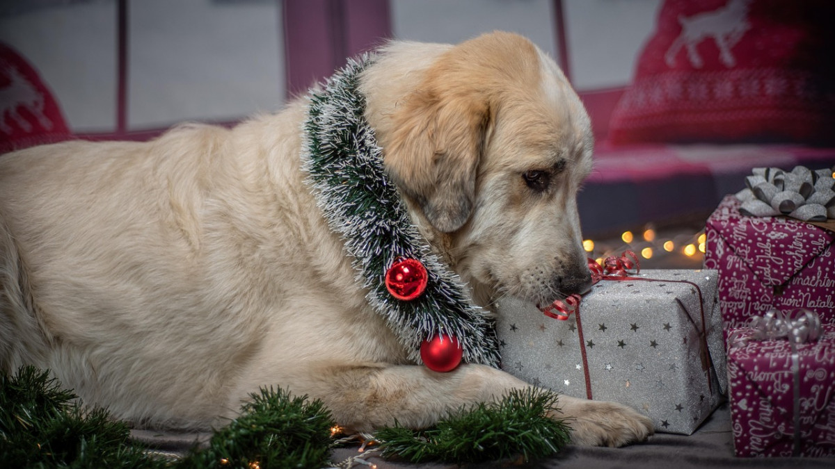Weihnachten-auf-vier-Pfoten-Tierheime-laden-zur-Bescherung-ein