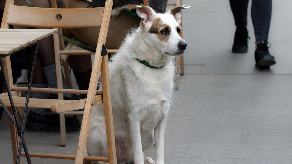 Mit-Hund-ins-Restaurant-oder-Caf-Das-sollte-man-wissen