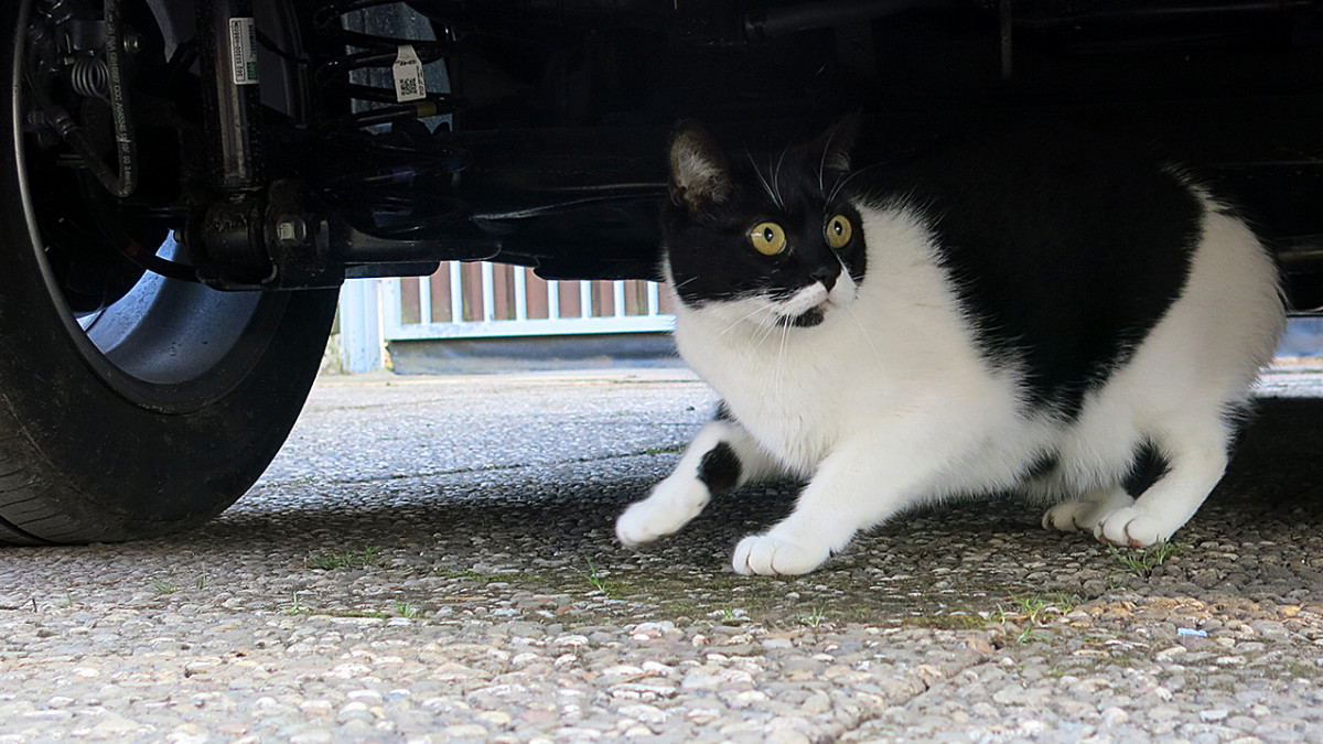 Sicherheit-f-r-Stubentiger-Warum-Chippen-und-Registrieren-wichtig-ist