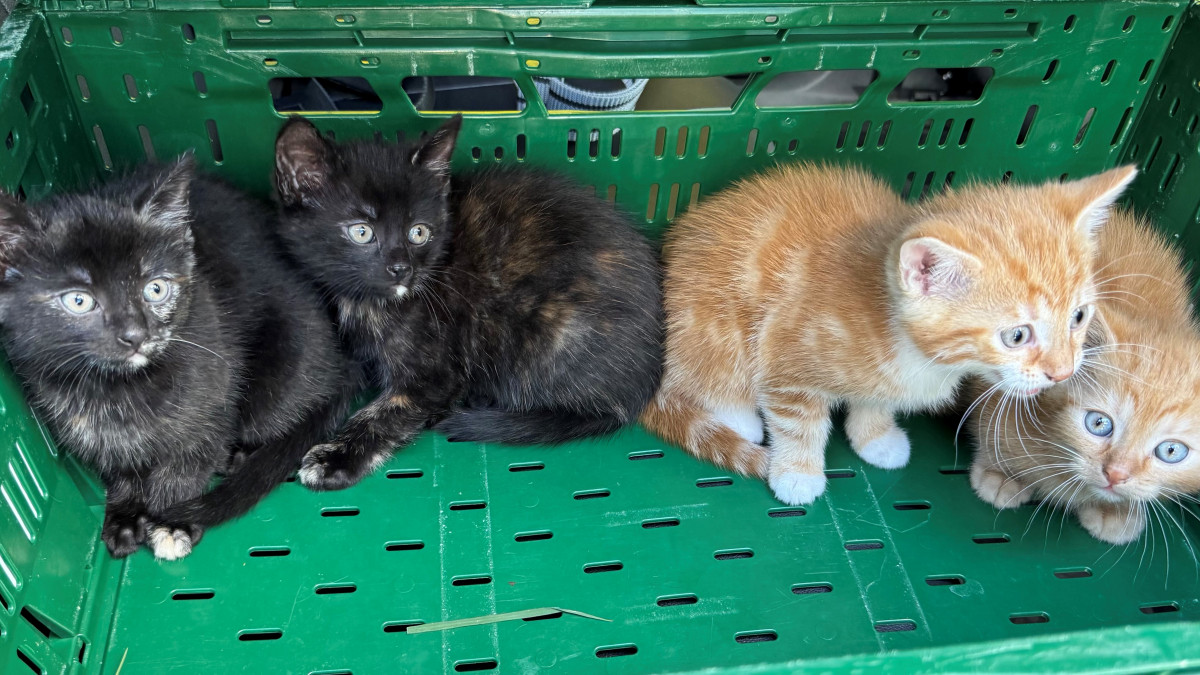 Goslar-Vier-Katzenbabys-in-Astfeld-ausgesetzt