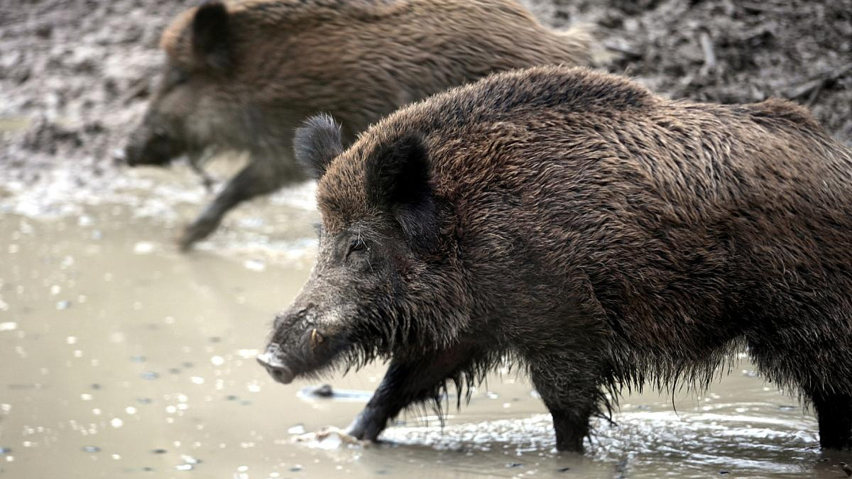 Wildschwein-Problematik-im-Oberharz-Goslar-plant-umfassende-Ma-nahmen