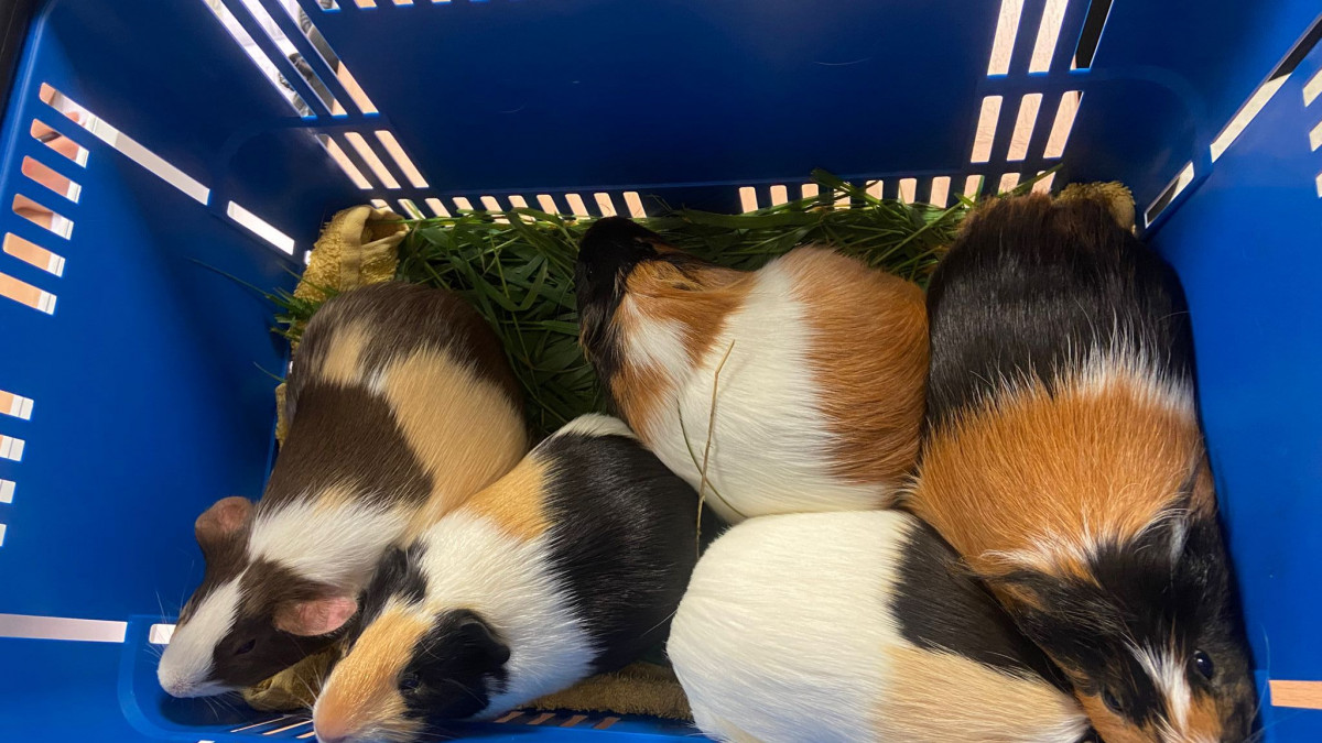 Meerschweinchen-in-der-Feldmark-ausgesetzt-Polizei-ermittelt
