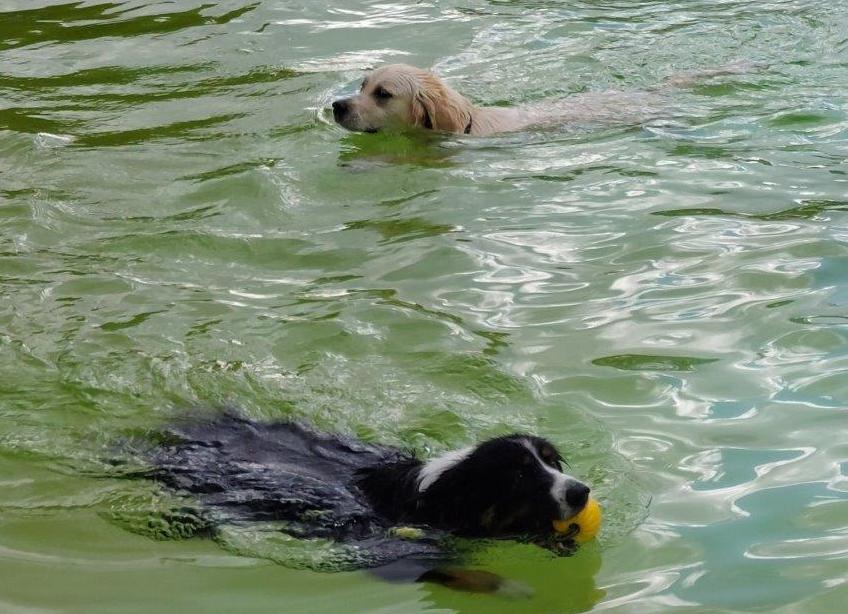 Dieses-Freibad-ffnet-speziell-f-r-Hunde-und-ihre-Besitzer