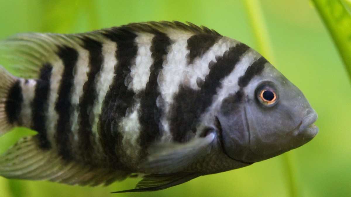 Aquarien-Fans-aufgepasst-Wieder-gro-e-Zierfischb-rse-in-Braunschweig