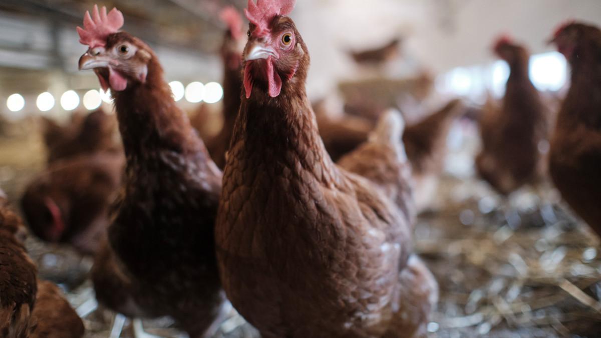 Gefl-gelpest-bei-den-Nachbarn-So-reagiert-der-Landkreis-Goslar