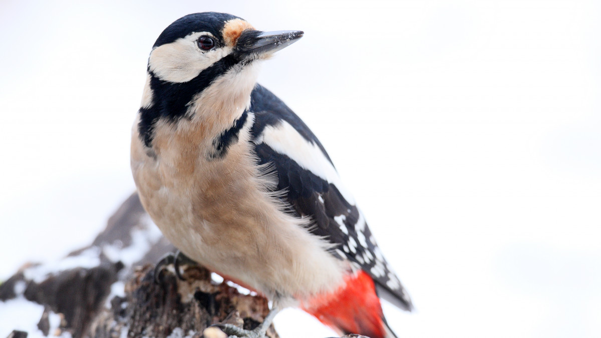 Stunde-der-Winterv-gel-Das-sind-die-Ergenbisse