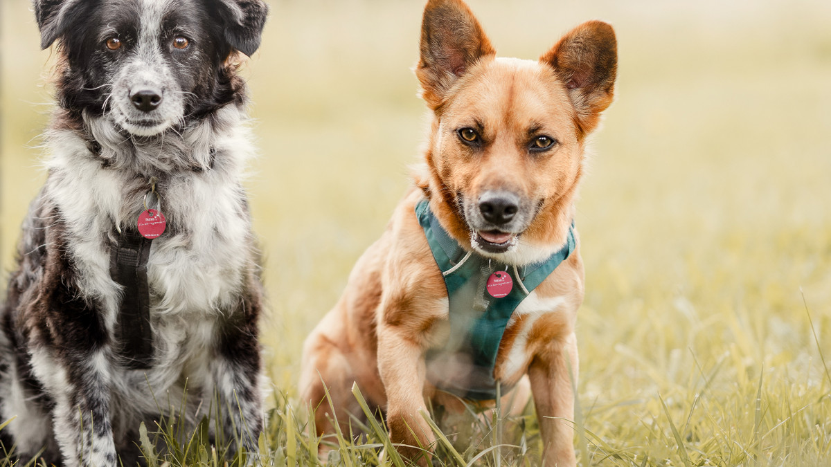Das-sind-die-beliebtesten-Hunderassen-in-Deutschland